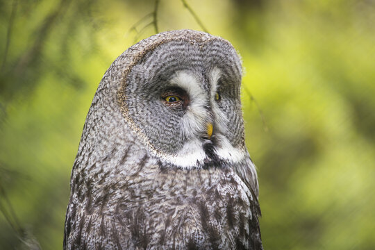 View of a Great Grey Owl with its distinctive grey patterned feathers and piercing yellow eyes, perched in a forest in Kuusamo, North Ostrobothnia, Finland.