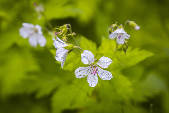 View of delicate white flowers with water droplets on petals in the lush greenery of Junkerdal, Nordland, Norway.