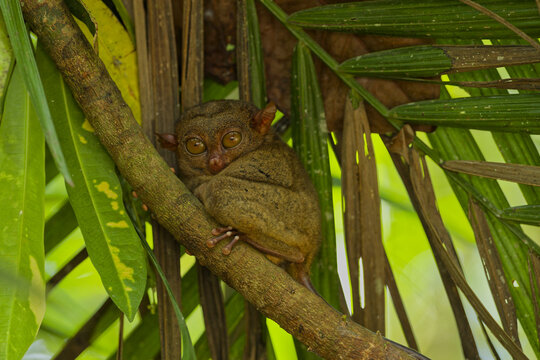 View of a Philippine Tarsier monkey perched on a tree branch with large eyes and soft brown fur amidst lush green palm leaves in Cebu, Central Visayas, Philippines.