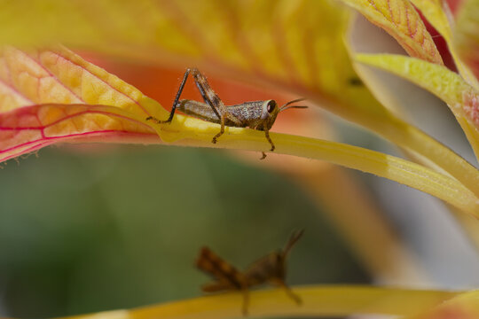 View of a Dark Bush-Cricket resting on a vibrant yellow and red leaf with another cricket blurred in the background in Cebu, Central Visayas, Philippines.
