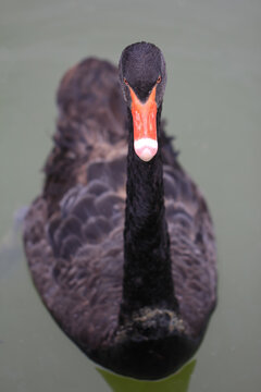 Close up front view of a black swan with red beak