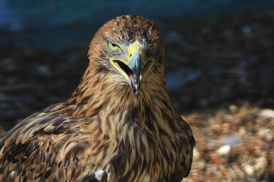 Close up portrait of a golden eagle with open beak
