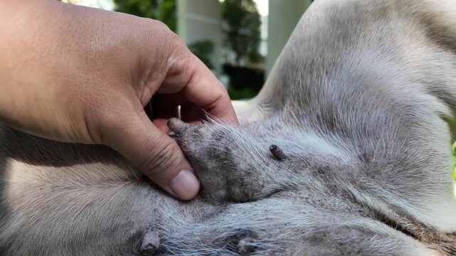 Pet Skin Lump Check: A detailed close-up of an owner's hand carefully checking a raised bump on a dog's skin, illustrating pet wellness, cancer awareness, and the importance of veterinary evaluation.