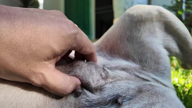 Dog Tumor Examination: A close-up shot of a hand gently examining a suspected tumor or lump on a dog's skin, highlighting a pet health concern.