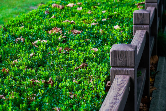 Fresh green boxwood hedge close-up, vibrant foliage natural background