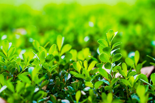 Fresh green boxwood hedge close-up, vibrant foliage natural background