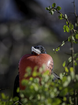 View of a male great frigatebird with its vibrant red gular pouch inflated, perched among green branches in Galapagos Province, Ecuador.
