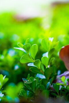 Fresh green boxwood hedge close-up, vibrant foliage natural background