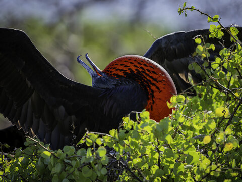 View of a male magnificent frigatebird with its bright red gular sac inflated during a mating display, perched among green foliage in Galapagos Province, Ecuador.