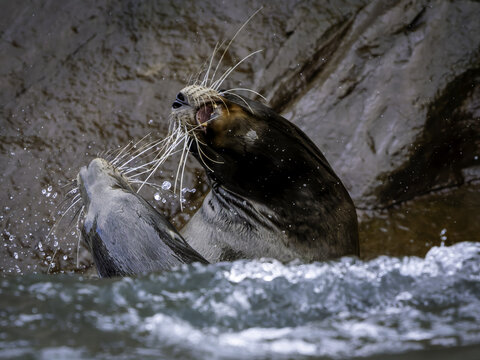 View of two sea lions interacting and splashing in the water near rocky shores in Galapagos Province, Ecuador.