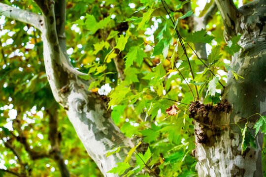 Looking up through plane tree leaves with warm sunlight flare, copy space