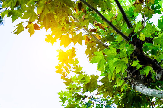 Looking up through plane tree leaves with warm sunlight flare, copy space