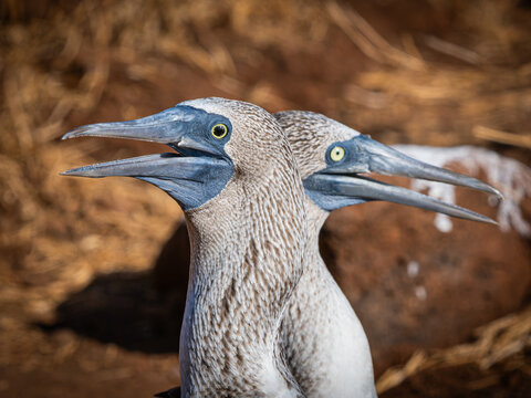 View of two blue-footed boobies with their characteristic blue beaks and yellow eyes, Isla Santa Maria, Islas Galapagos, Ecuador.