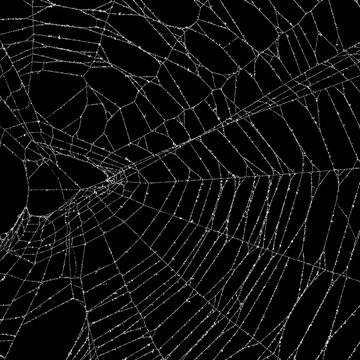 Real frost covered spider web. Authentic detailed spiders web for an ominous haunted atmosphere. Eerie silhouette of a real cobweb for a scary spooky Halloween backgrounds overlay.