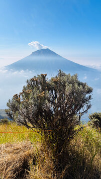 Beautiful edelweis flowers in mount Sindoro, Indonesia. This flower is beautiful with sunrise.