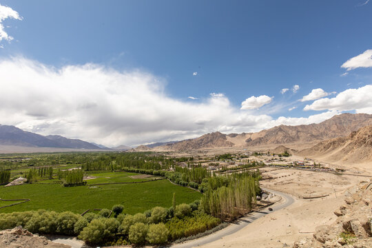 View of the lush green Leh valley with rows of poplar trees, a winding road, and arid mountain slopes under a bright blue sky in Leh, Ladakh, India.