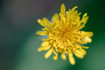Macro Close Up of Bright Yellow Wildflower with Layered Petals and Soft Green Background © ozguadarrama