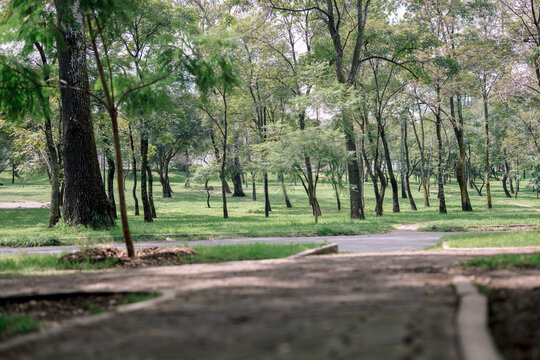 Sunlit Woodland Park with Tall Trees, Green Grass and Peaceful Walking Path
