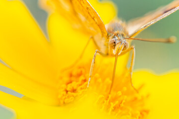 黄色い花の蜜を吸うキタテハ(Asian Comma) © 水玉模様
