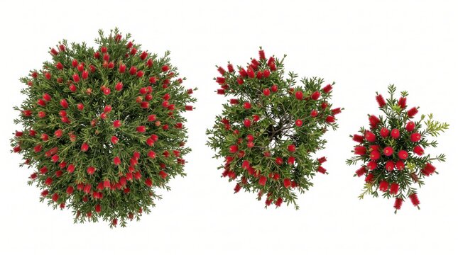 Top-down view of three callistemon bottlebrush shrubs of varying sizes with green foliage and bright red cylindrical flower spikes on white