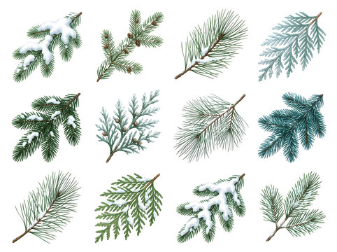 Assorted pine needles and branches illustration