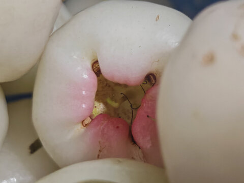 a white water apple (Syzygium aqueum / Jambu Air) showing the pink blush around the bottom cavity with a shallow depth of field.