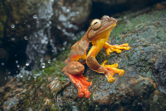 A wild red-webbed tree frog (Rhacophorus rhodopus) on a rock with dramatic water spray and waterfall backdrop at night, Malaysia