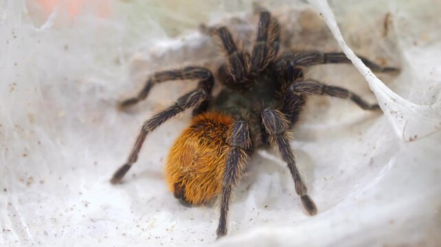 Close-up of a tarantula spider in its web. Spider has hairy body and orange abdomen. Web is thin and transparent around it. Background is slightly blurred with natural light