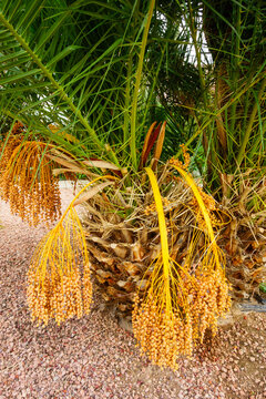 Date palm tree or Phoenix dactylifera trunk with heavy hanging orange fruit clusters during Arizona autumn