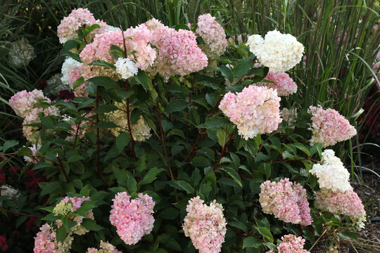 pink and white  hydrangea flowers