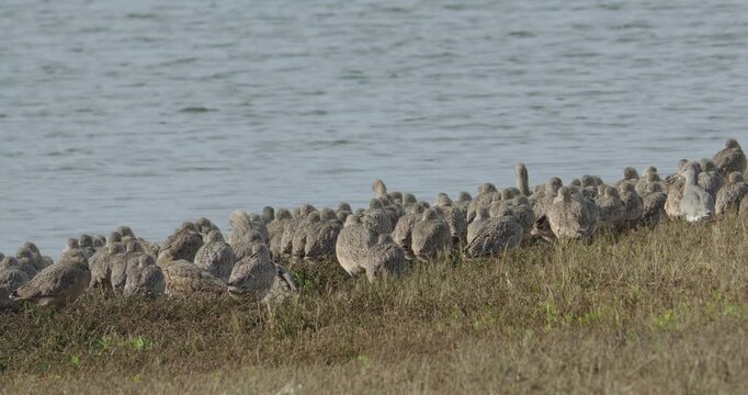 Large flock of marbled godwits rests along the grassy shore at Point Reyes