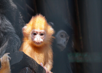 Cute orange baby Javan lutung ebony langur with mother black, golden baby monkey rare endemic Java © Damasus