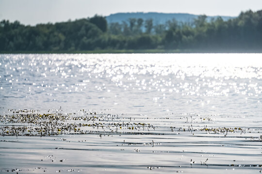 A wide steppe river in Kazakhstan, with aquatic plants drifting in the water under bright sunlight; a habitat rich in flora and fauna. A landscape suitable for use as a background