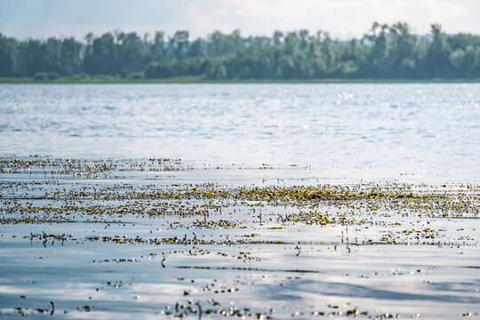 A wide steppe river in Kazakhstan, with aquatic plants drifting in the water under bright sunlight; a habitat rich in flora and fauna. A landscape suitable for use as a background