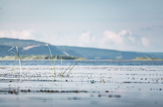 A wide steppe river in Kazakhstan, with aquatic plants drifting in the water under bright sunlight; a habitat rich in flora and fauna. A landscape suitable for use as a background