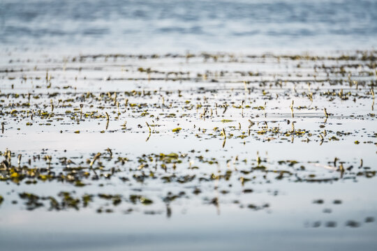 A wide steppe river in Kazakhstan, with aquatic plants drifting in the water under bright sunlight; a habitat rich in flora and fauna. A landscape suitable for use as a background