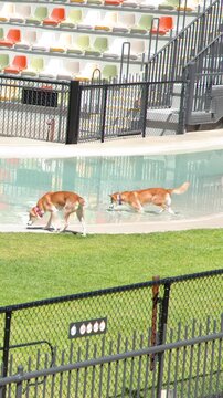 Two Dingoes Walking and Wading by Water in Wildlife Stadium