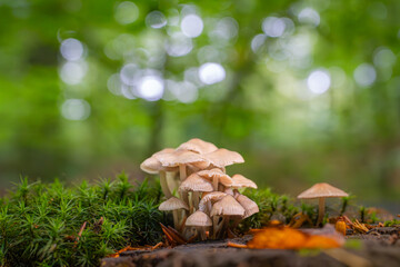 Eingebettet in ein samtiges Polster aus saftig grünem Moos und umspielt vom traumhaften, glitzernden Lichtspiel des herbstlichen Blätterdachs wächst diese bezaubernde Gruppe zarter Helmlinge dicht zus © remo_welt