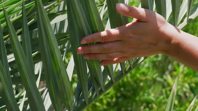 Person hand gently touching tall green crop plants in bright daylight, stroking leaves while sunlight casts shadows across skin, captured close up during tactile interaction within outdoor.