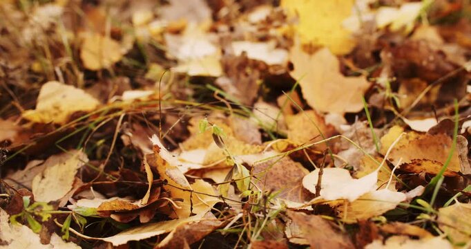 Dried leaves. Picturesque view. Beautiful golden yellow color foliage with green grass on natural autumnal bright background. Realistic forest.