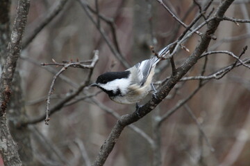 Chickadee In The Tree © Michael Mamoon