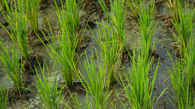 Close-up of young green rice plants growing in a muddy paddy field