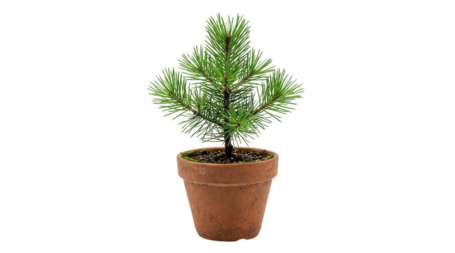 Small pine tree sapling in terracotta pot, young evergreen conifer plant in ceramic flowerpot, miniature fir tree isolated on white background