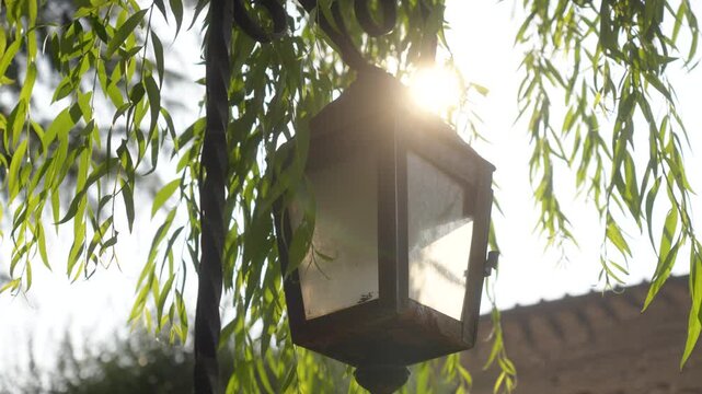 Black outdoor lantern hangs beneath leafy branches with sunlight shining through, flickering above willow tree