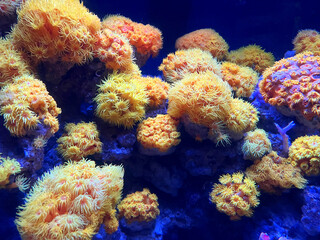 Golden Yellow Soft Corals Glowing Against a Deep Blue Underwater Background © Mikhail