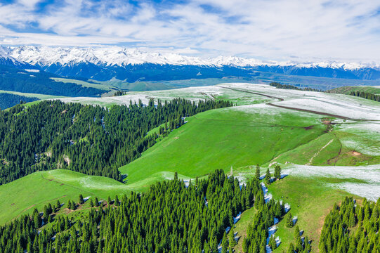 Aerial view of green meadows and spruce forests against a snow-capped mountain range under a cloudy sky in Kalajun Grassland, Ili, Xinjiang, China.
