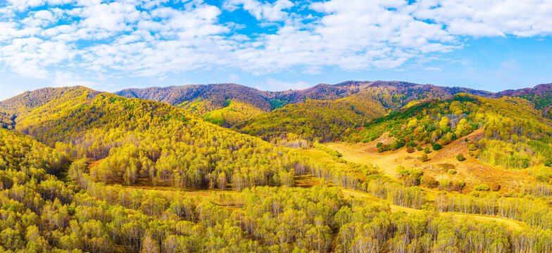 Aerial view of colorful rolling hills and a yellow birch forest under a blue sky in autumn, Inner Mongolia, China