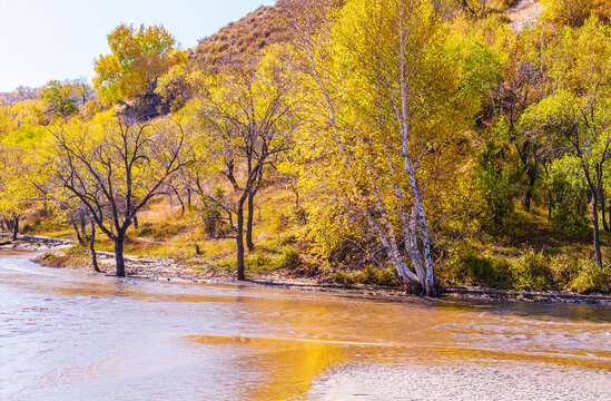 Mountain river stream flowing through golden birch forest in scenic autumn landscape in Inner Mongolia, China