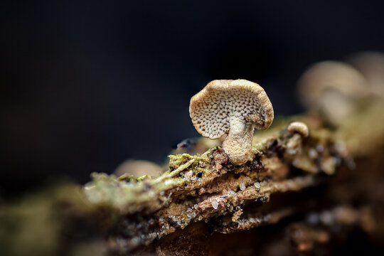 Lentinus brumalis mushroom growing on decaying forest wood