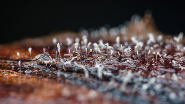 White slime mold fruiting bodies growing across decaying wood